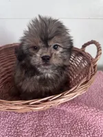 Jill , a female Shihpoo for sale in Camden, MI – 5 of 6