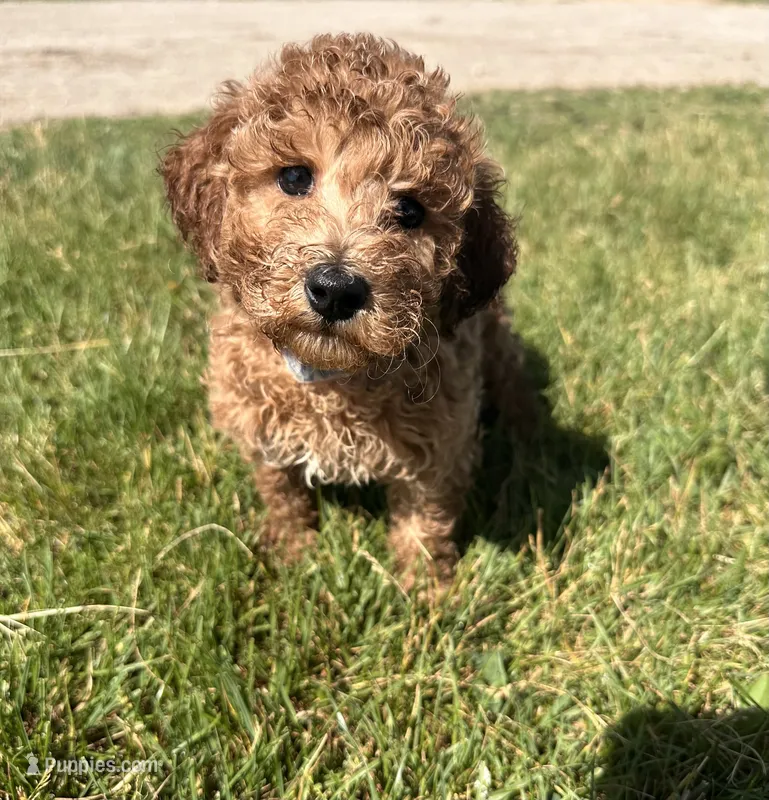 Pal – Miniature Goldendoodle puppy for sale in Camden, MI