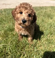 Pal, a male Miniature Goldendoodle for sale in Camden, MI – 1 of 4