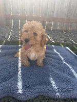 Cash, a male Miniature Goldendoodle for sale in Camden, MI – 5 of 5
