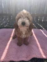 Reba, a female Miniature Goldendoodle for sale in Camden, MI – 1 of 6
