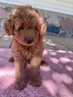 Sis, a female Miniature Goldendoodle for sale in Camden, MI – 2 of 6