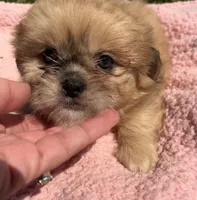 Taffy, a female Shihpoo for sale in Camden, MI – 4 of 5