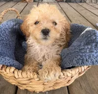 Rickey, a male Poodle - Miniature  for sale in Camden, MI – 7 of 9