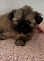 Lizzy, a female Shihpoo for sale in Camden, MI – 4 of 5
