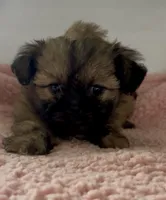 Lizzy, a female Shihpoo for sale in Camden, MI – 2 of 5