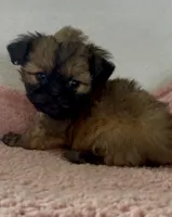 Lizzy, a female Shihpoo for sale in Camden, MI – 5 of 5