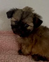 Lizzy, a female Shihpoo for sale in Camden, MI – 3 of 5