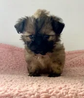 Lizzy, a female Shihpoo for sale in Camden, MI – 1 of 5