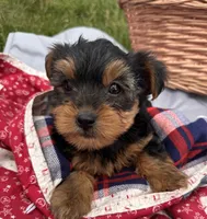 Wilma, a female Yorkshire Terrier for sale in Camden, MI – 4 of 6