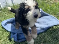 Willie, a male Miniature Bernedoodle for sale in Camden, MI – 4 of 5