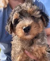 Adam, a male Yorkipoo for sale in Camden, MI – 4 of 4