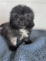 Jack, a male Shihpoo for sale in Camden, MI – 2 of 5