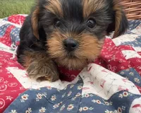 Libby, a female Yorkshire Terrier for sale in Camden, MI – 4 of 5