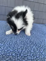 Oreo, a male Pomeranian for sale in Camden, MI – 7 of 7
