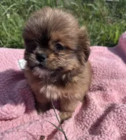 Penny, a female Shihpoo for sale in Camden, MI – 2 of 10