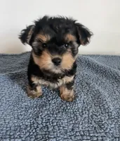 Teddy, a male Yorkipoo for sale in Camden, MI – 2 of 7