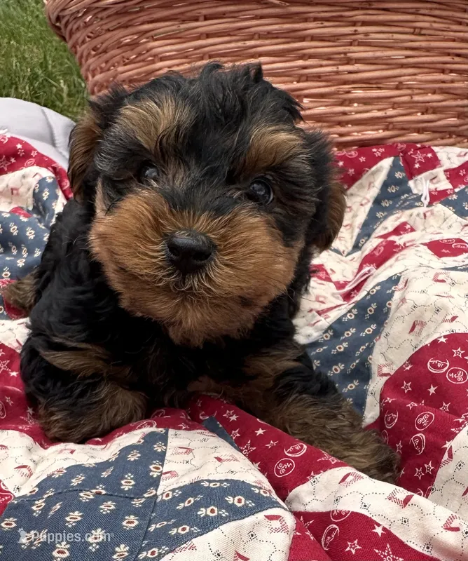 Less – Yorkshire Terrier puppy for sale in Camden, MI