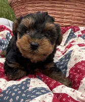 Less, a male Yorkshire Terrier for sale in Camden, MI – 1 of 5