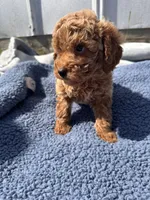 Jameson, a male Miniature Goldendoodle for sale in Camden, MI – 4 of 5
