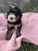 Winnie, a female Miniature Bernedoodle for sale in Camden, MI – 2 of 6