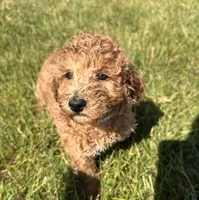 Pal, a male Miniature Goldendoodle for sale in Camden, MI – 3 of 4