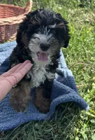 Lucky, a male Miniature Bernedoodle for sale in Camden, MI – 3 of 5