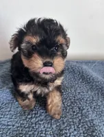 Teddy, a male Yorkipoo for sale in Camden, MI – 4 of 7