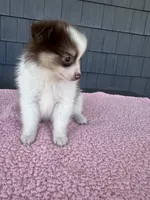 Ginger , a female Pomeranian for sale in Camden, MI – 6 of 6