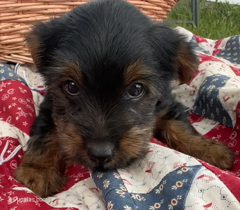 Ralphie  – Yorkshire Terrier puppy for sale in Camden, MI