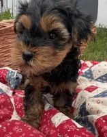 Frankie, a male Yorkshire Terrier for sale in Camden, MI – 3 of 4