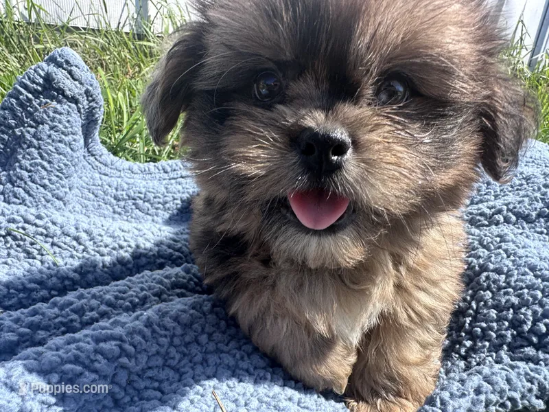 Dusty – Shihpoo puppy for sale in Camden, MI