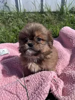 Penny, a female Shihpoo for sale in Camden, MI – 1 of 10