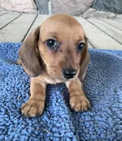Briar (AKC), a male Miniature Dachshund for sale in Camden, MI – 2 of 4