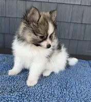 Graham , a male Pomeranian for sale in Camden, MI – 4 of 5