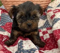 Chief, a male Yorkshire Terrier for sale in Camden, MI – 2 of 4
