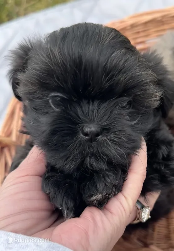 Wilma – Shihpoo puppy on hold in Camden, MI