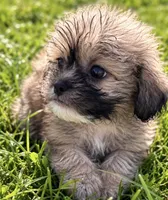 King, a male Shih Tzu for sale in Camden, MI – 2 of 6