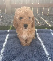 Cash, a male Miniature Goldendoodle for sale in Camden, MI – 2 of 5