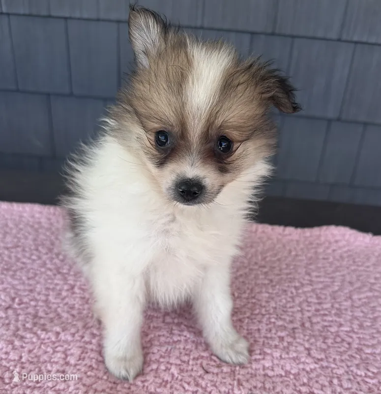 Cookie – Pomeranian puppy for sale in Camden, MI