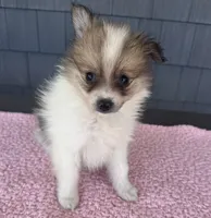 Cookie, a female Pomeranian for sale in Camden, MI – 1 of 6