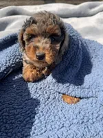 Baron , a male Yorkipoo for sale in Camden, MI – 2 of 6