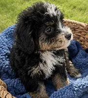 Skipper, a male Miniature Bernedoodle for sale in Camden, MI – 4 of 5