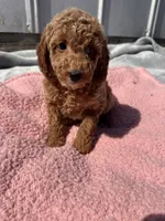 Bailey, a female Miniature Goldendoodle for sale in Camden, MI – 4 of 5