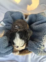 Junior , a male Bernedoodle for sale in Camden, MI – Photo 2 of 5