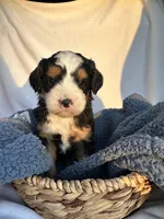 Junior , a male Bernedoodle for sale in Camden, MI – Photo 5 of 5