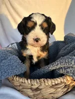 Junior , a male Bernedoodle for sale in Camden, MI – Photo 3 of 5