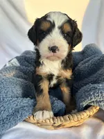 Junior , a male Bernedoodle for sale in Camden, MI – Photo 1 of 5