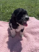 Cin, a female Cockapoo for sale in Camden, MI – 4 of 5