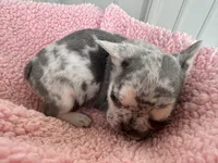 Lilly - AKC, a female French Bulldog for sale in Camden, MI – 7 of 7